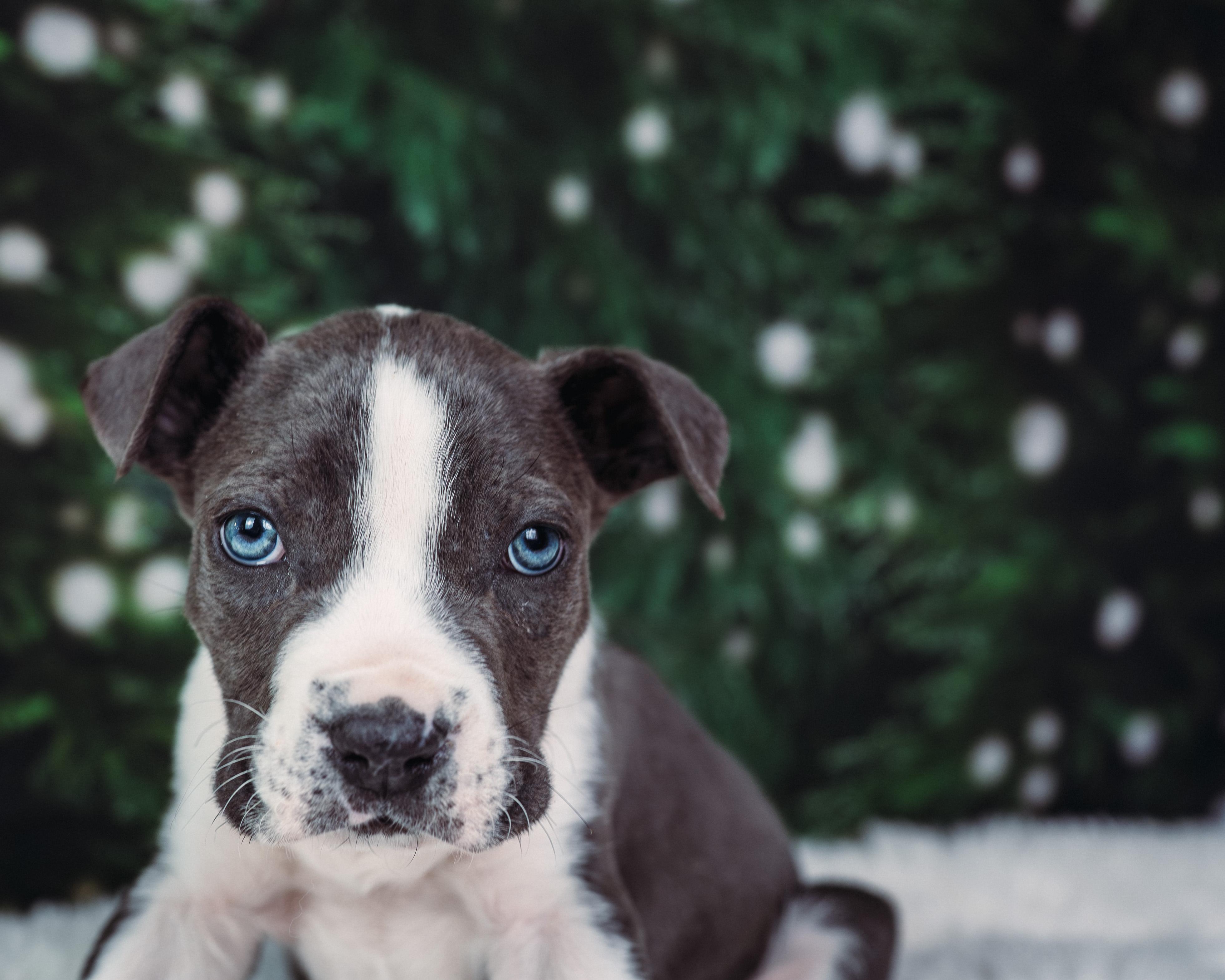 Enlarge Cane, a Adoptable mixed breed in Avon, CT image 1/5