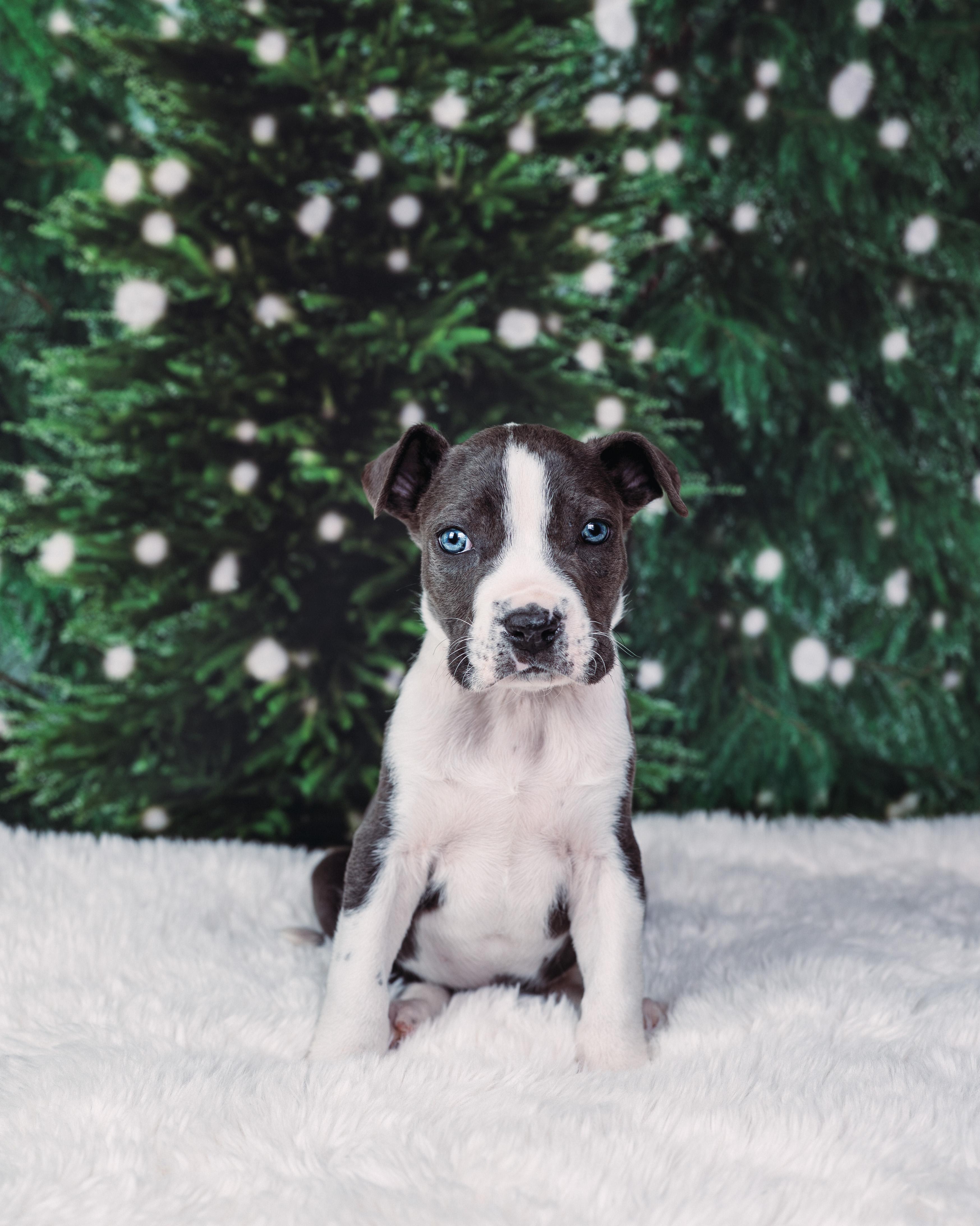 Enlarge Cane, a Adoptable mixed breed in Avon, CT image 2/5