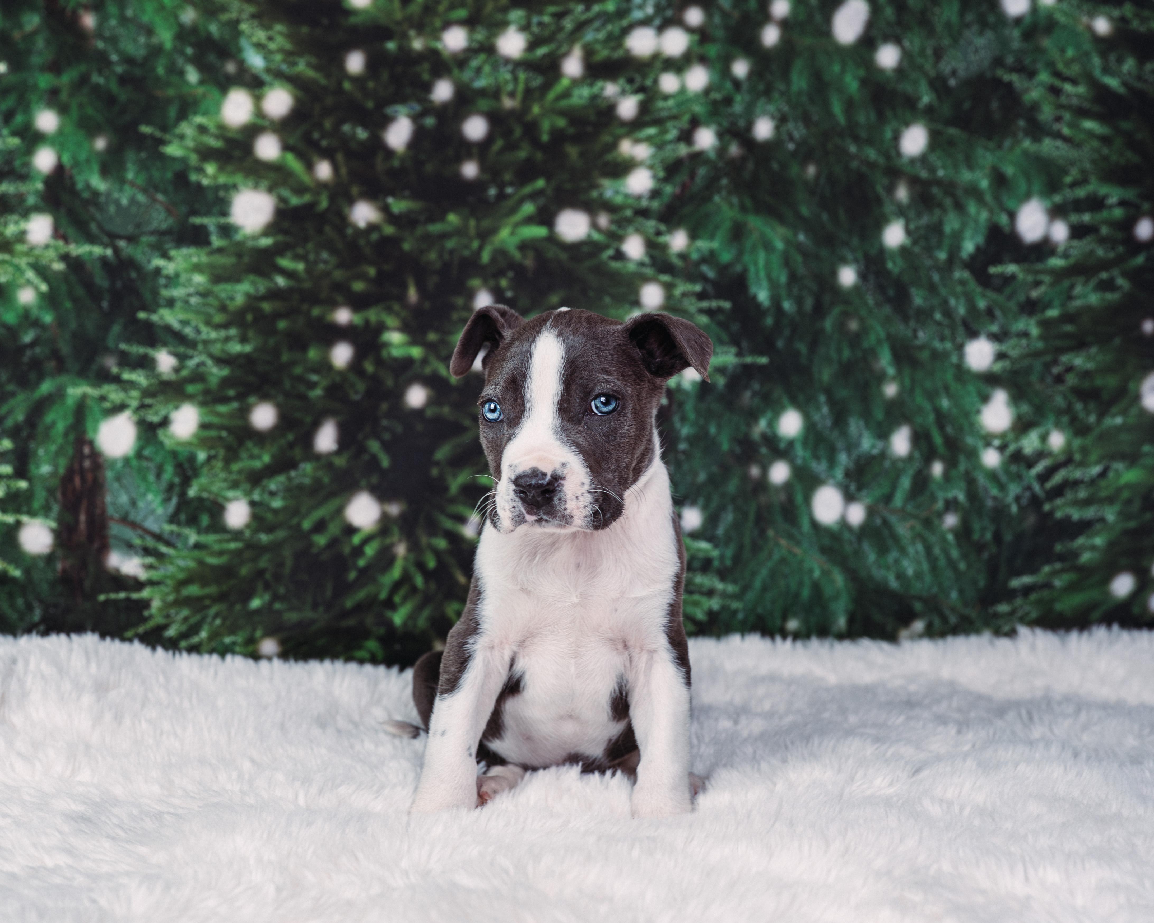 Enlarge Cane, a Adoptable mixed breed in Avon, CT image 3/5