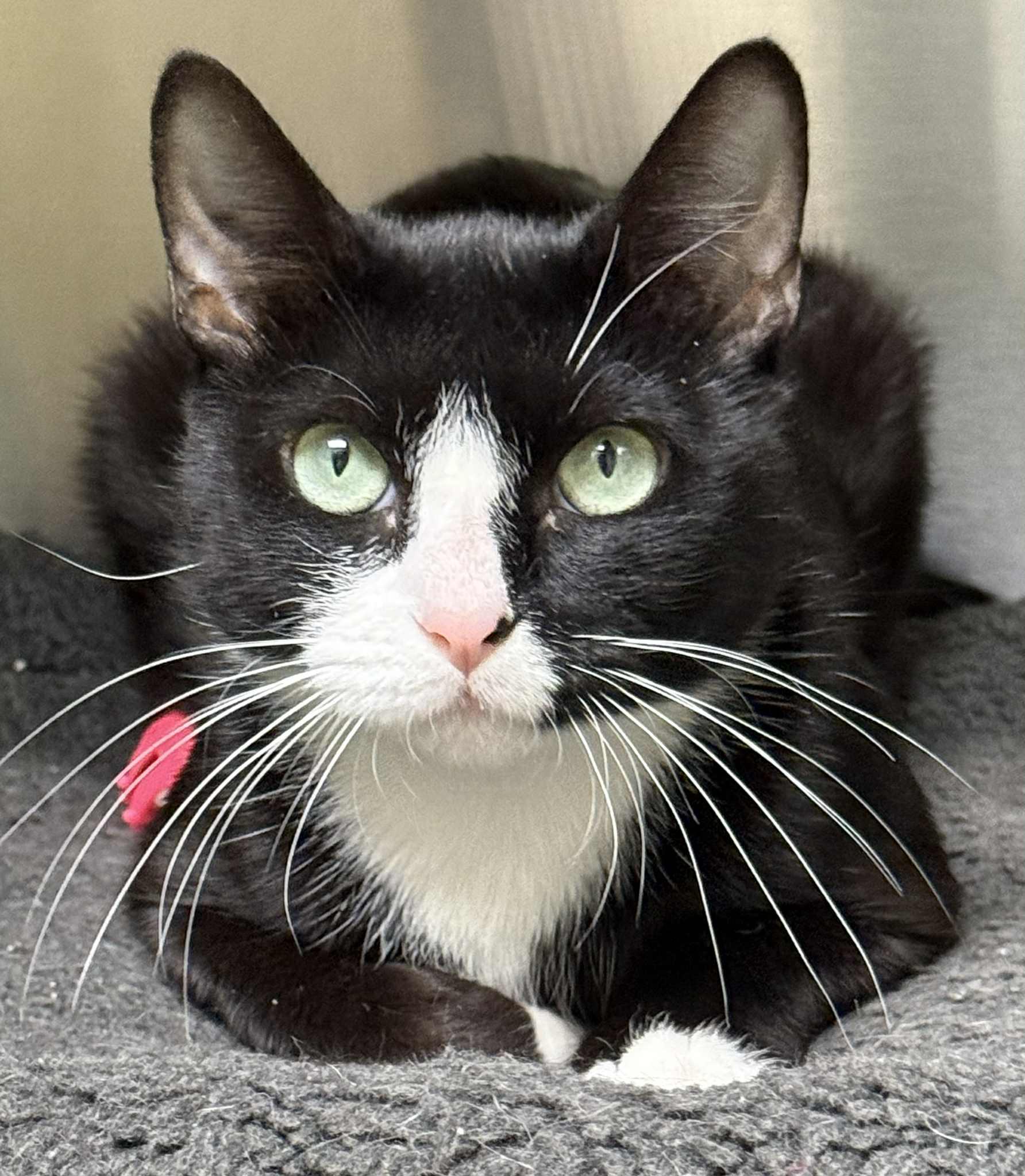 Autumn, Adoptable, Young Female Domestic Short Hair.
