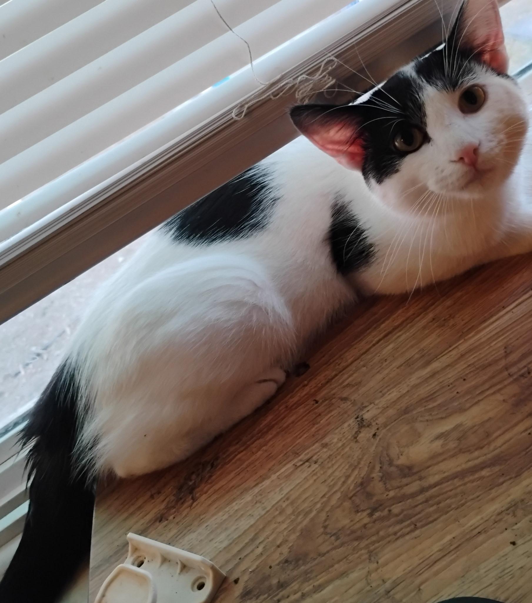 Enlarge Mo Jo Jo Jo, a ADOPTABLE Domestic Short Hair in Pocatello, ID image 1/1