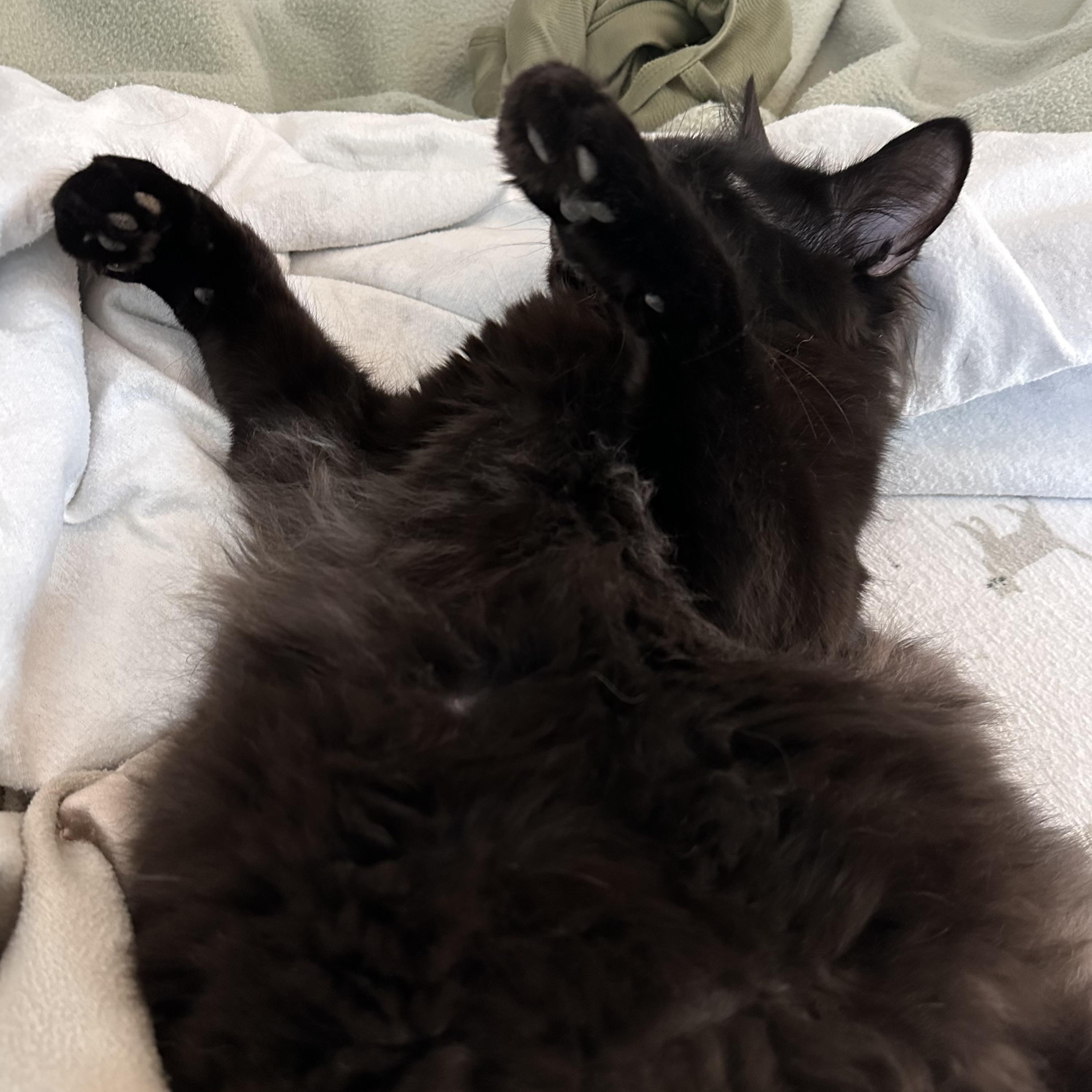 Sassy Pants photo 4