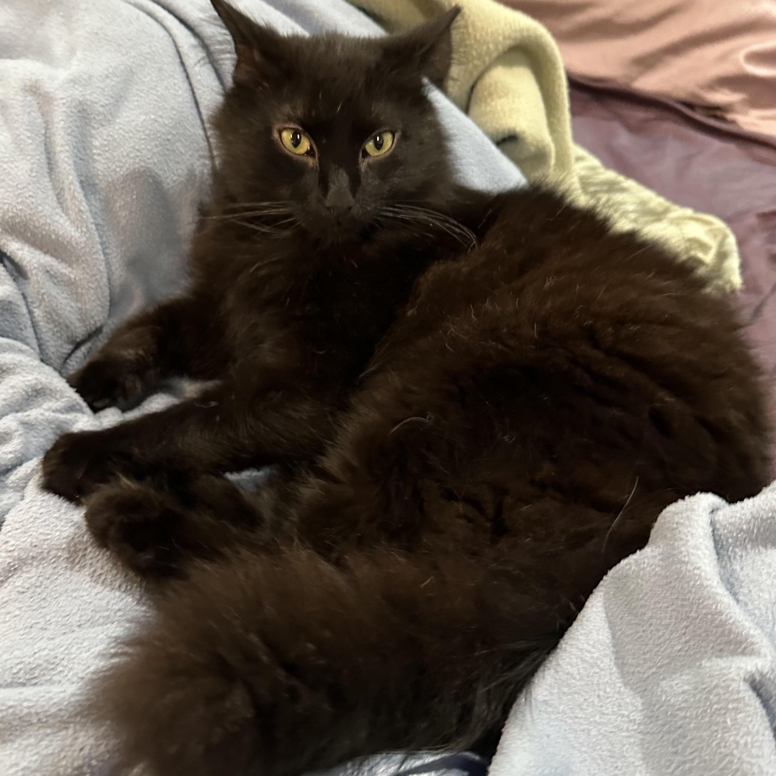 Sassy Pants, Adult Male Domestic Long Hair