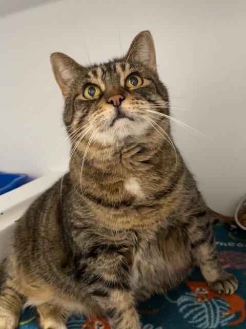 Enlarge June-SPONSORED ADOPTION-FREE WITH APPROVED APPLICATION, a ADOPTABLE Domestic Short Hair in Hayward, WI image 1/1