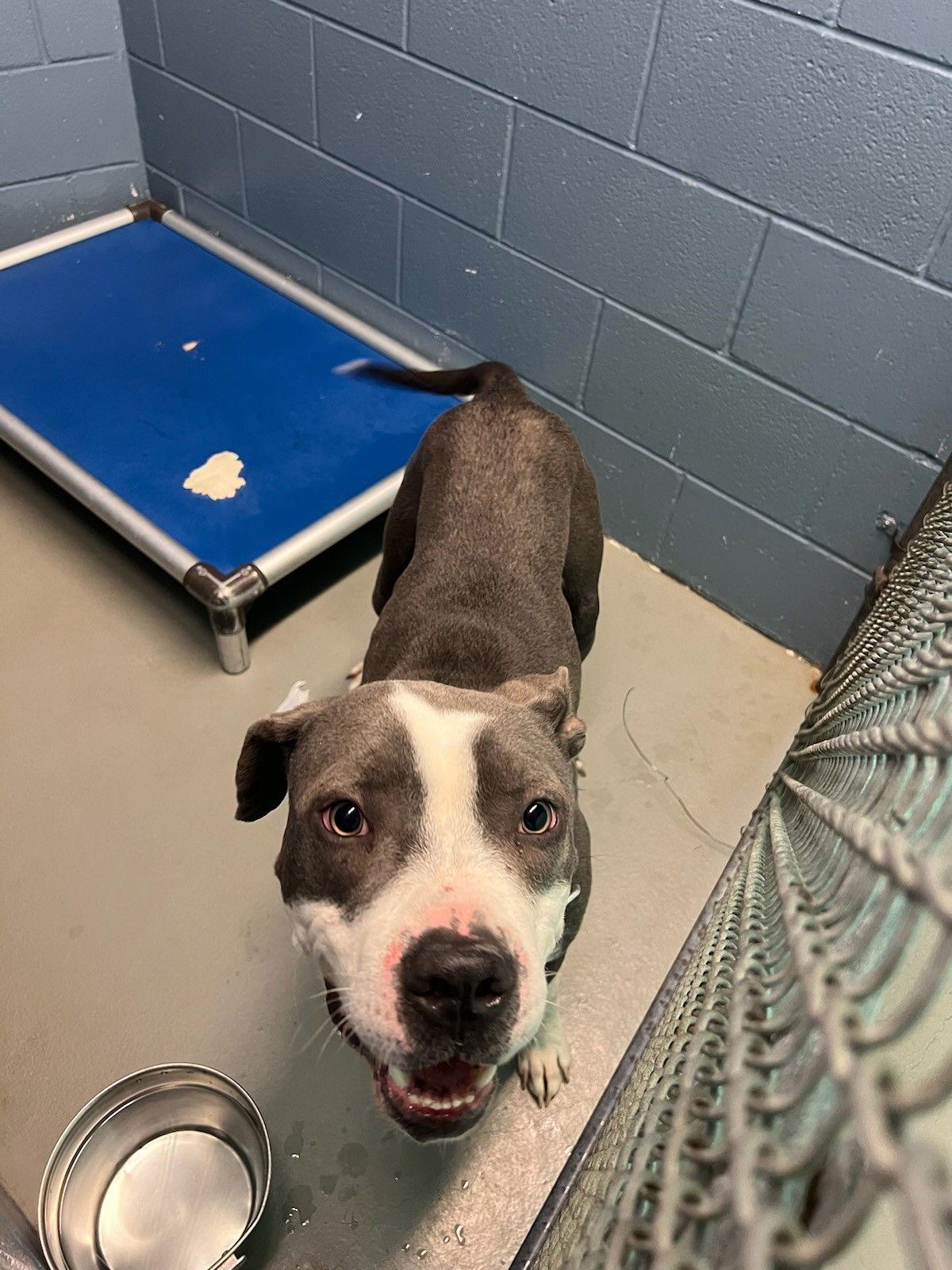 Baloo, Adoptable, Young Male Pit Bull Terrier.