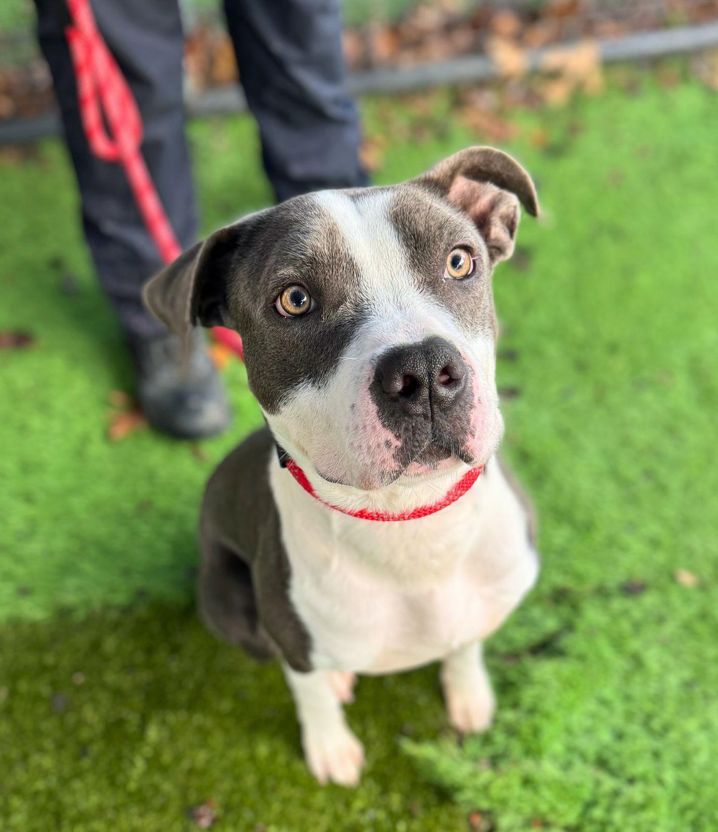 Baloo, a Adoptable Pit Bull Terrier in Rowlett, TX image 2/2