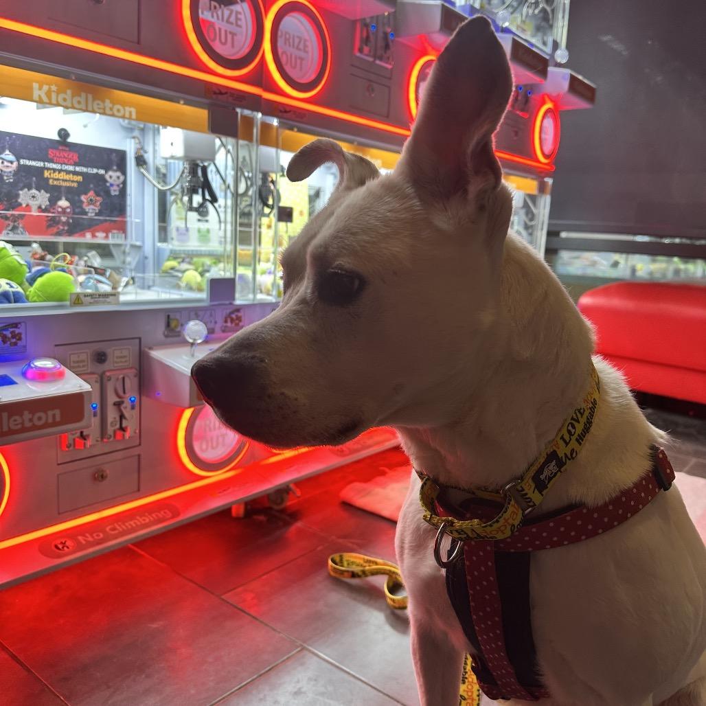 Jewels, Adoptable, Senior Female Pit Bull Terrier.