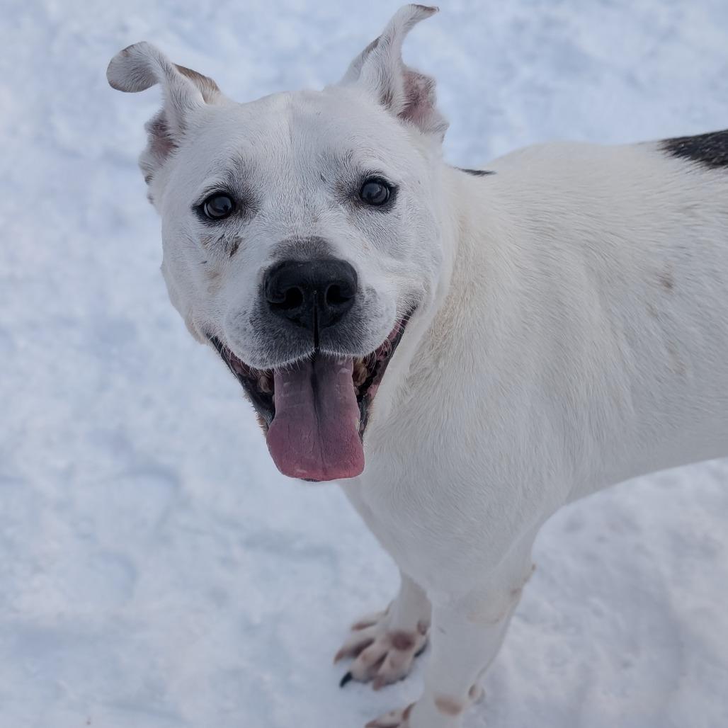 Jewels, a Adoptable Pit Bull Terrier in Watertown, NY image 1/3