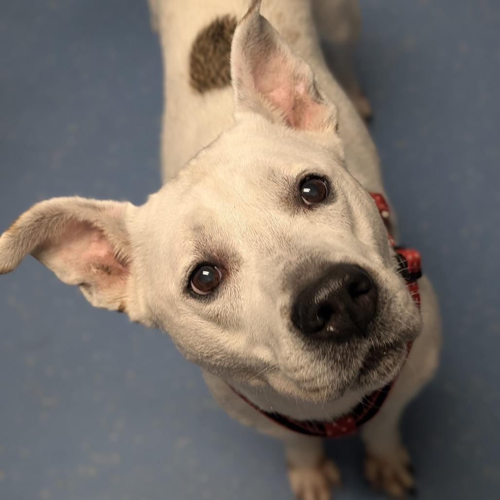 Jewels, a Adoptable Pit Bull Terrier in Watertown, NY image 3/3