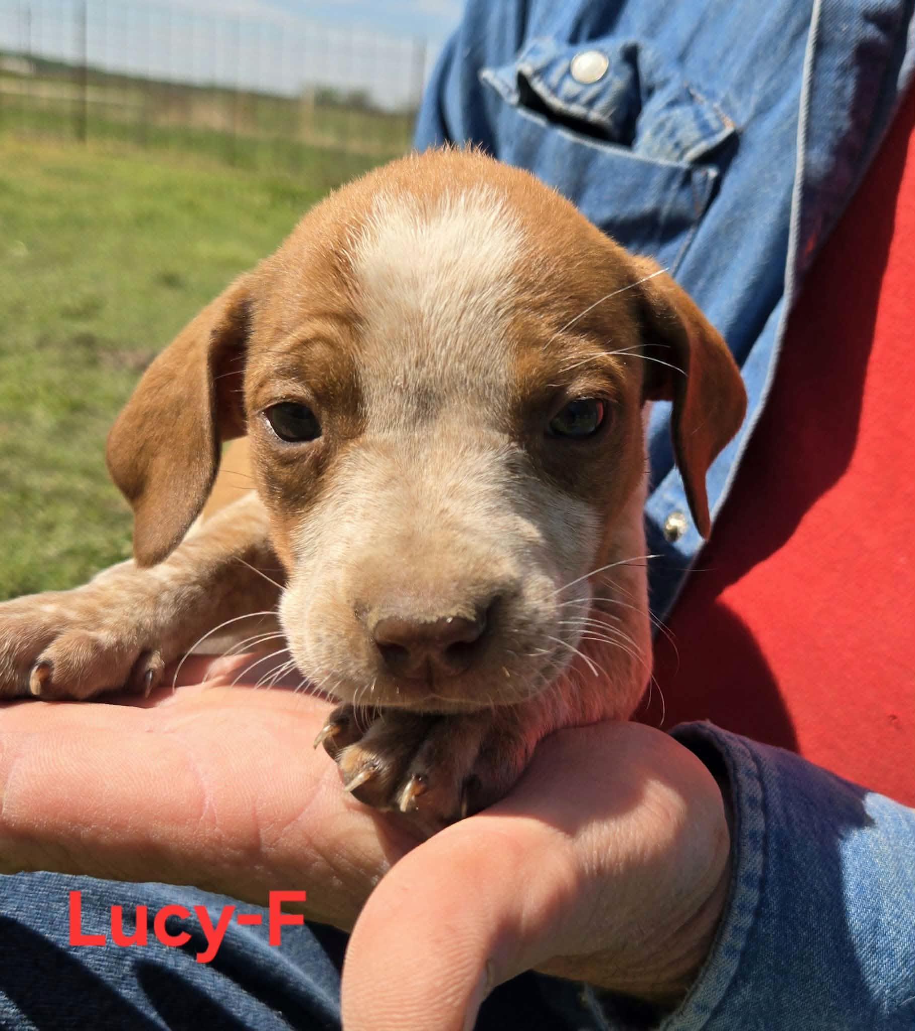 Lucy, adopted, Puppy Female Cattle Dog.