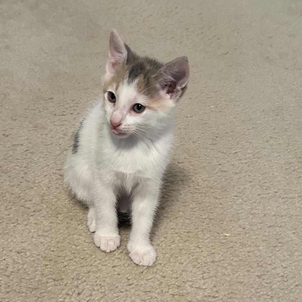 Sprinkle, Adoptable, Young Female Domestic Short Hair.