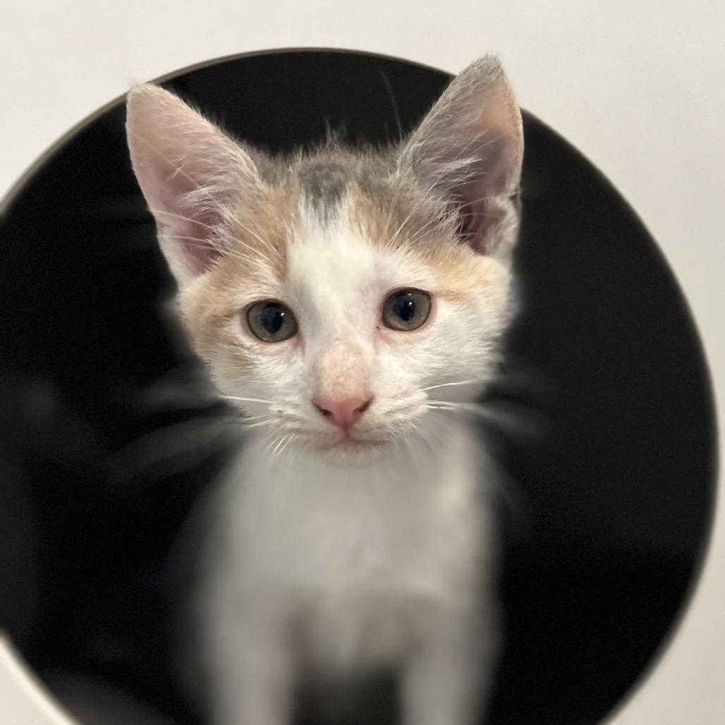 Sprinkle, a Adoptable Domestic Short Hair in Simpsonville, SC image 2/6