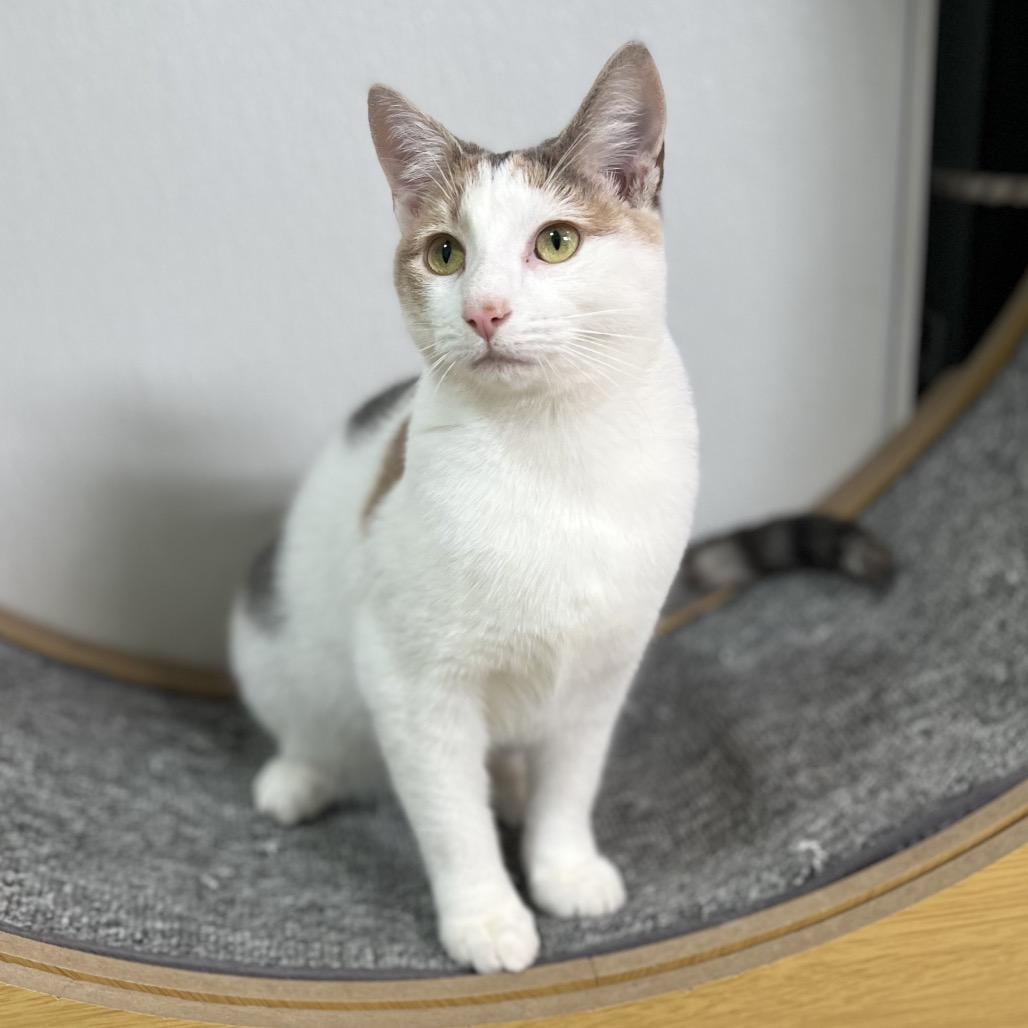 Sprinkle, a Adoptable Domestic Short Hair in Simpsonville, SC image 3/6