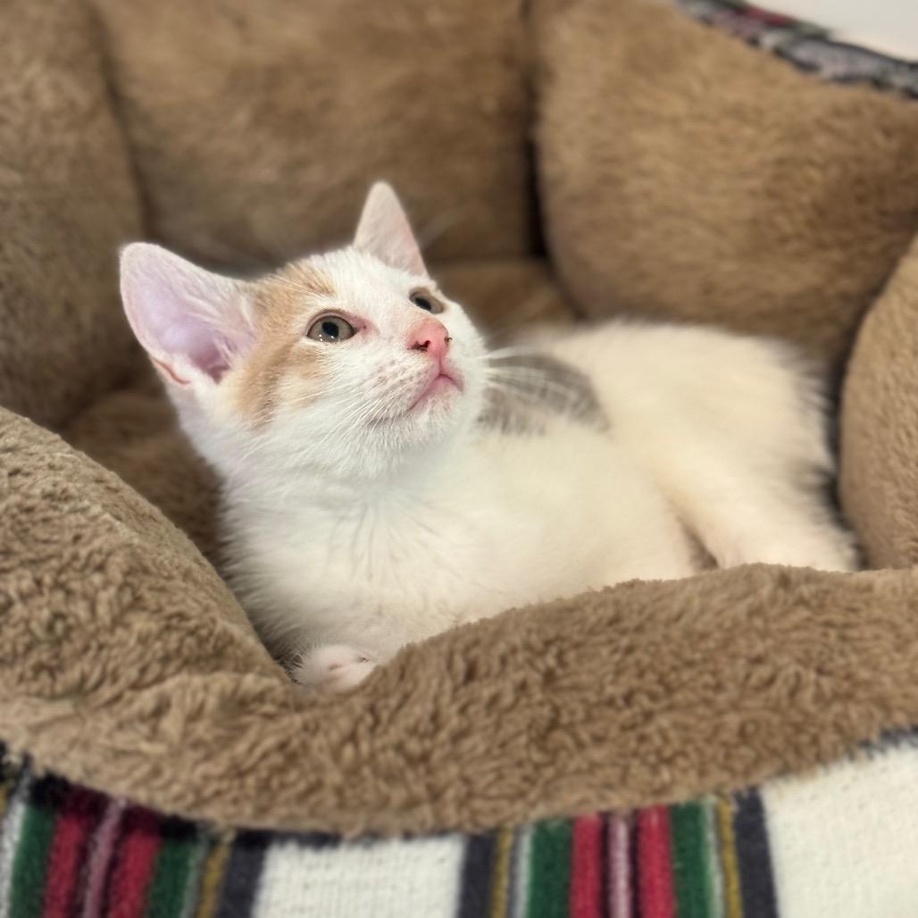 Sprinkle, a Adoptable Domestic Short Hair in Simpsonville, SC image 4/6