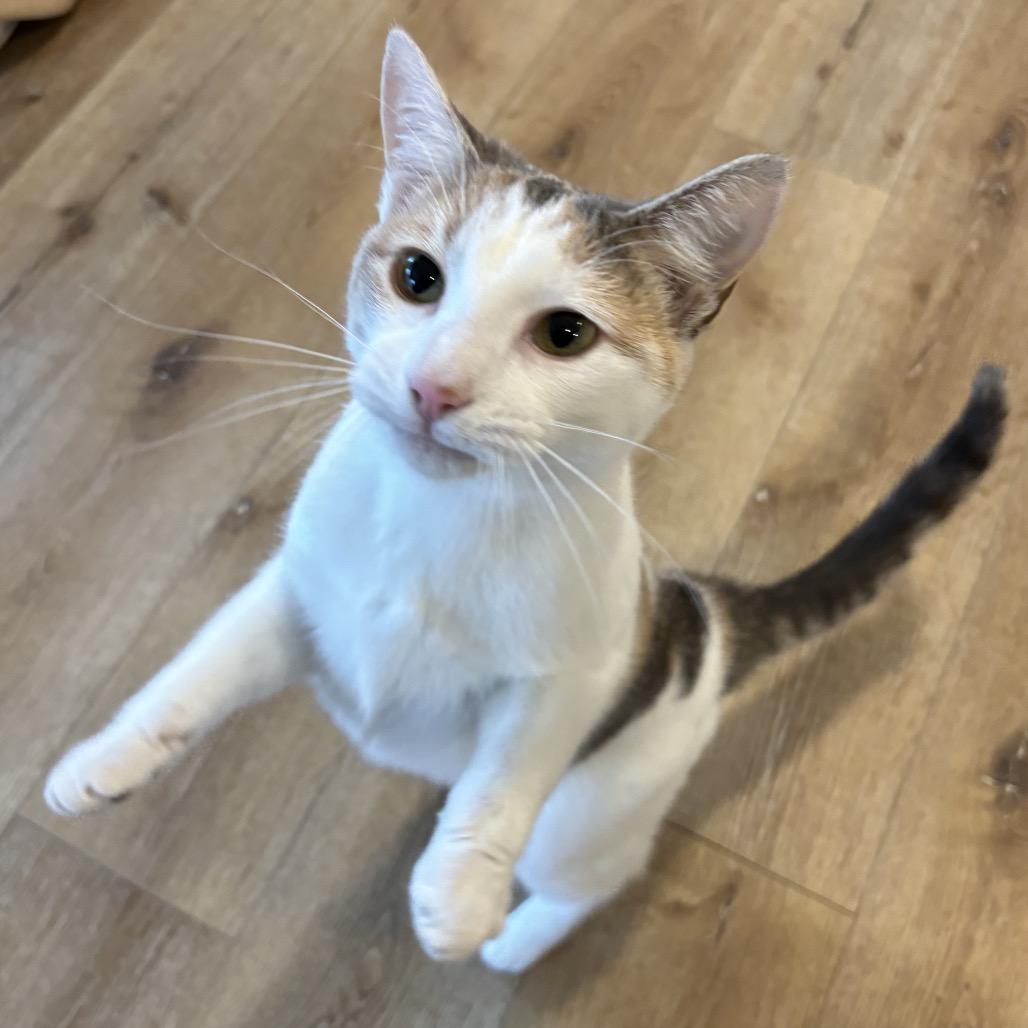 Sprinkle, a Adoptable Domestic Short Hair in Simpsonville, SC image 2/6