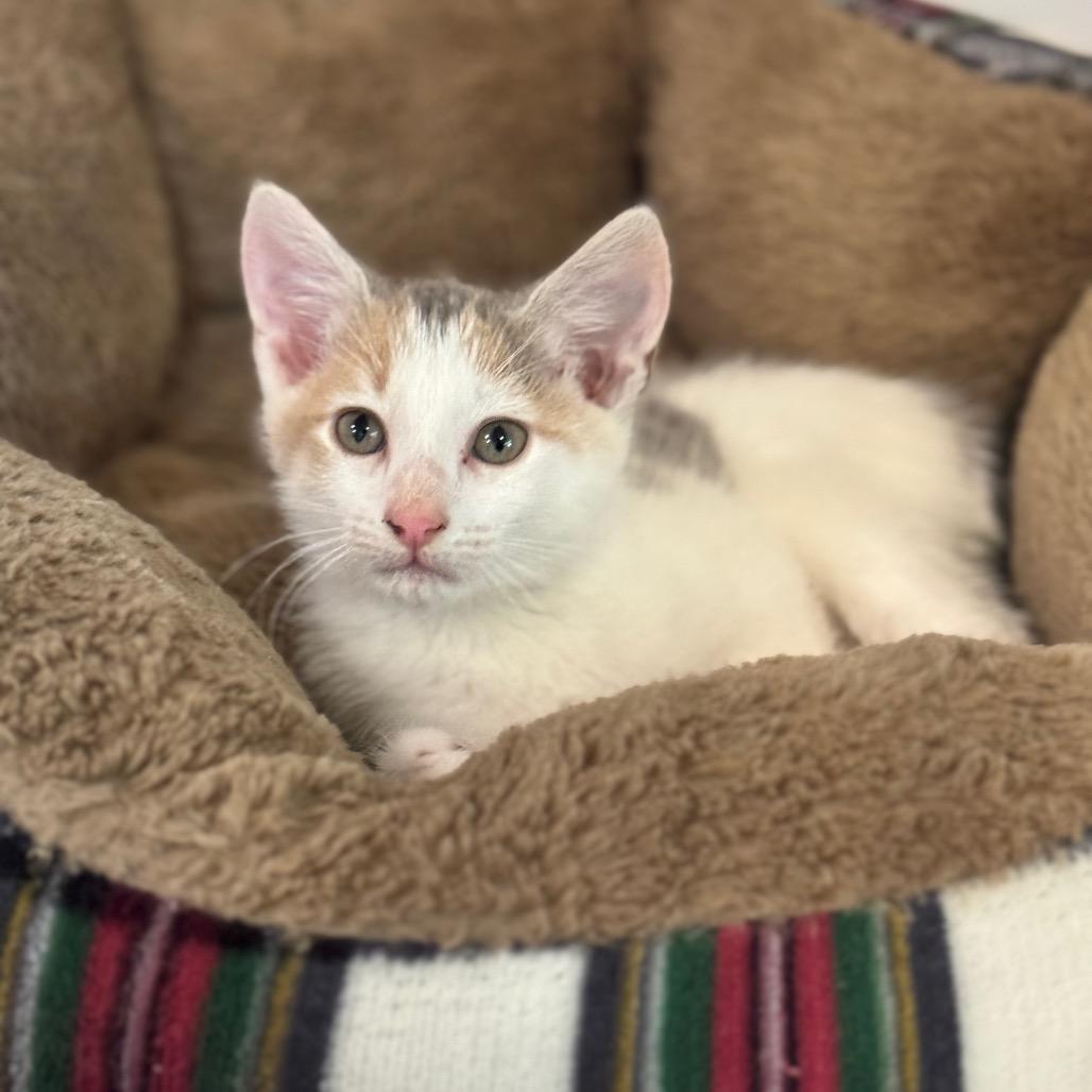 Sprinkle, a Adoptable Domestic Short Hair in Simpsonville, SC image 5/6