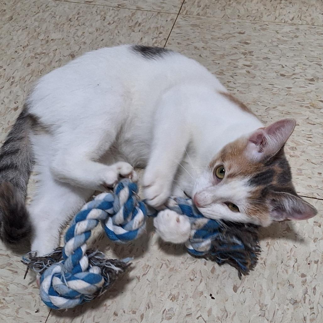 Sprinkle, a Adoptable Domestic Short Hair in Simpsonville, SC image 4/6