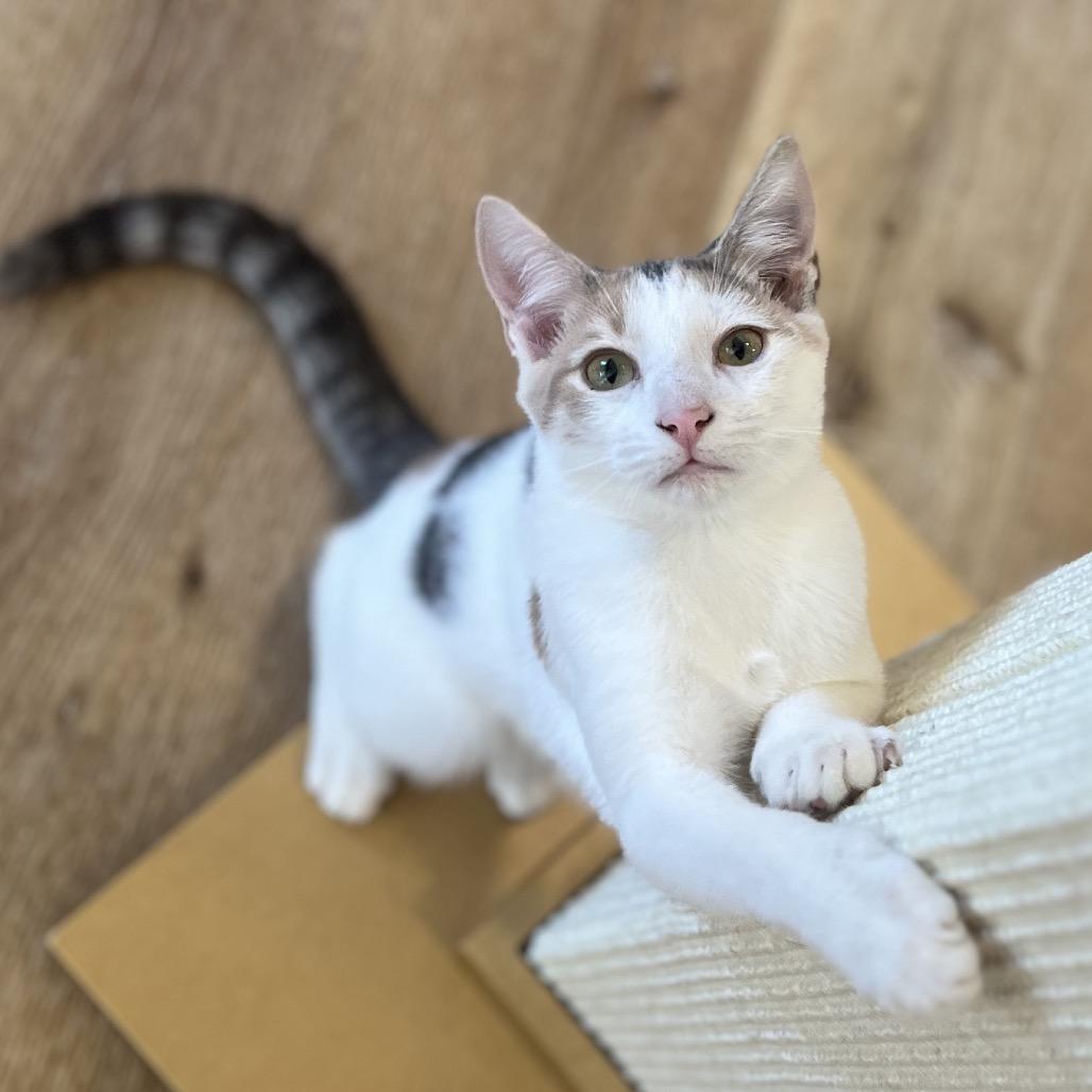 Enlarge Sprinkle, a Adoptable Domestic Short Hair in Simpsonville, SC image 5/6