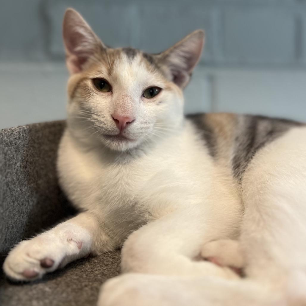 Sprinkle, a Adoptable Domestic Short Hair in Simpsonville, SC image 6/6