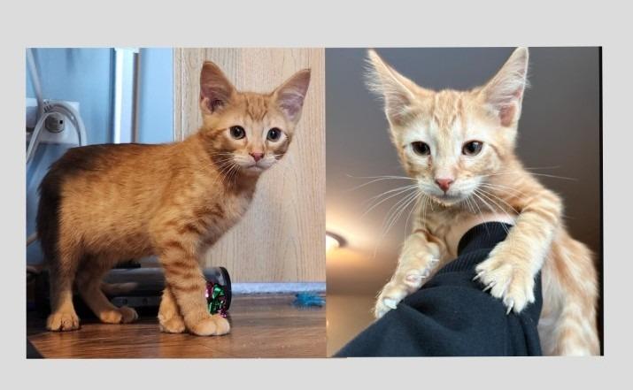 Archie and Jughead, Adoptable, Kitten Male Domestic Short Hair.