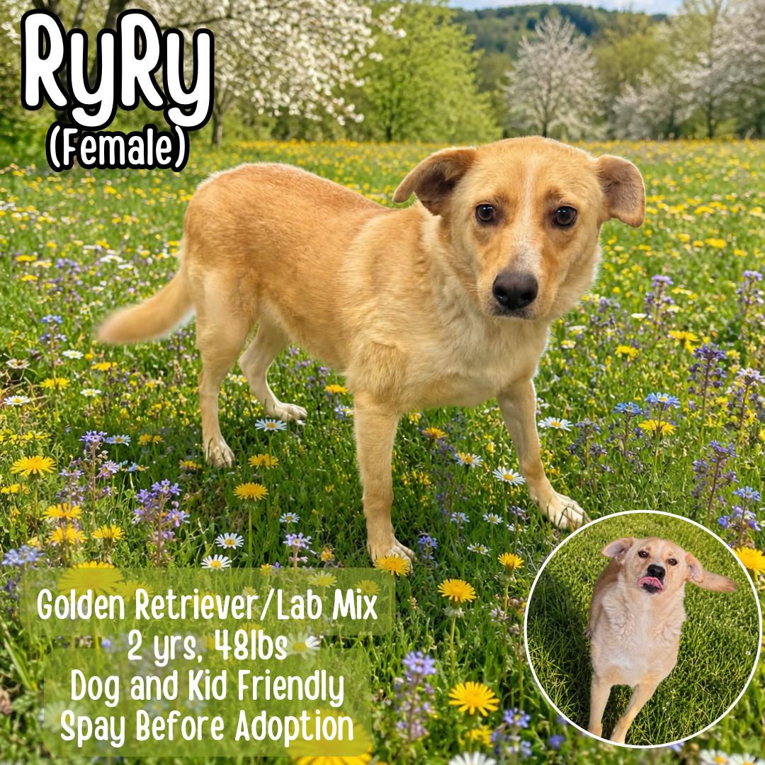 RyRy, a ADOPTABLE mixed breed in Lancaster, KY image 1/2