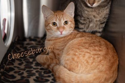 Cheeseburger ***BONDED w Binky, Adoptable, Young Female Domestic Short Hair & Domestic Short Hair.