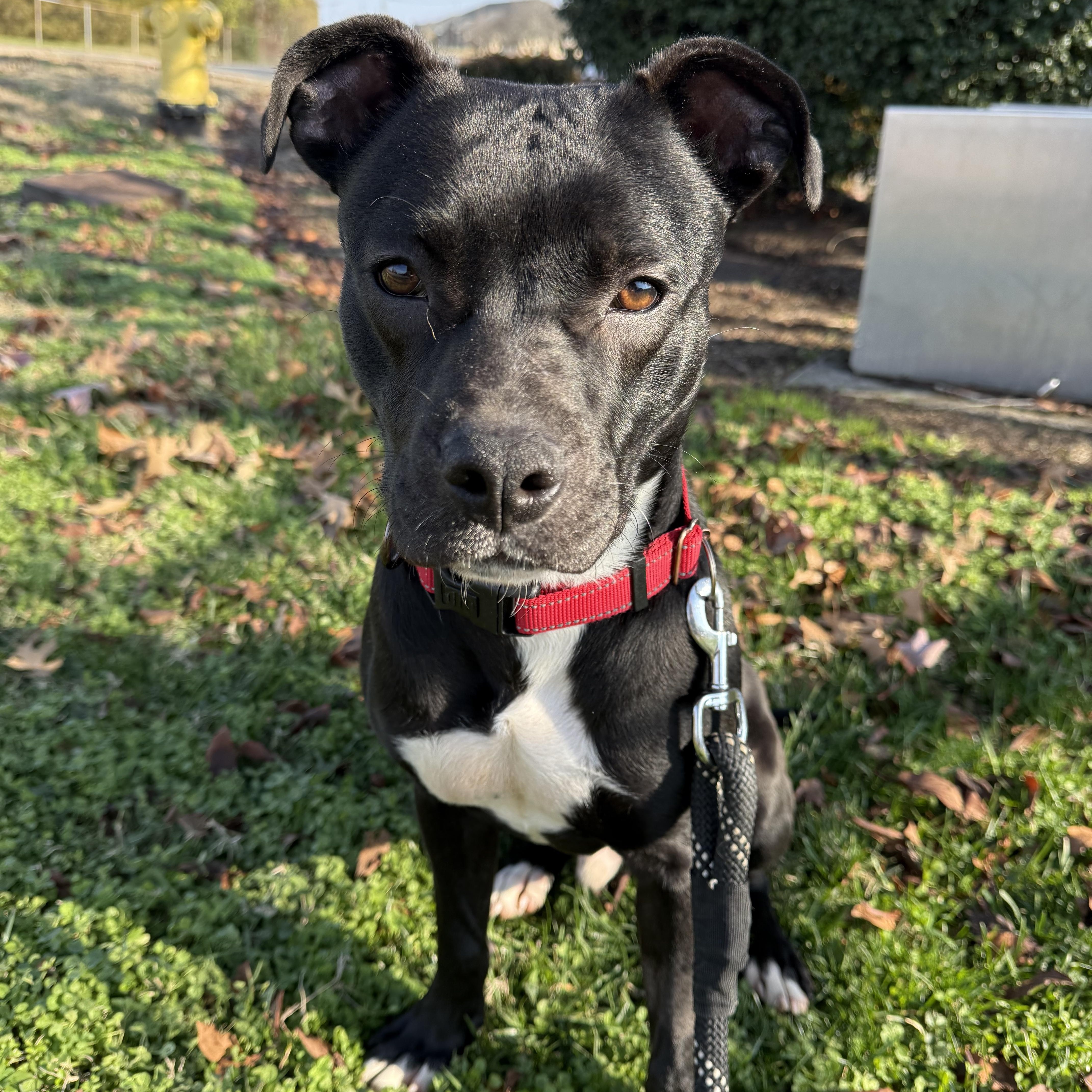 Enlarge Knox, an adopted mixed breed in Hendersonville, TN image 1/1