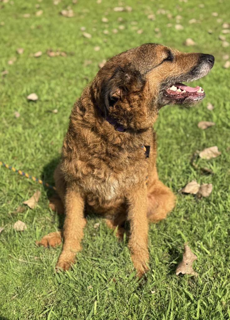 Lady, a Adopted mixed breed in Springfield, IL image 2/3