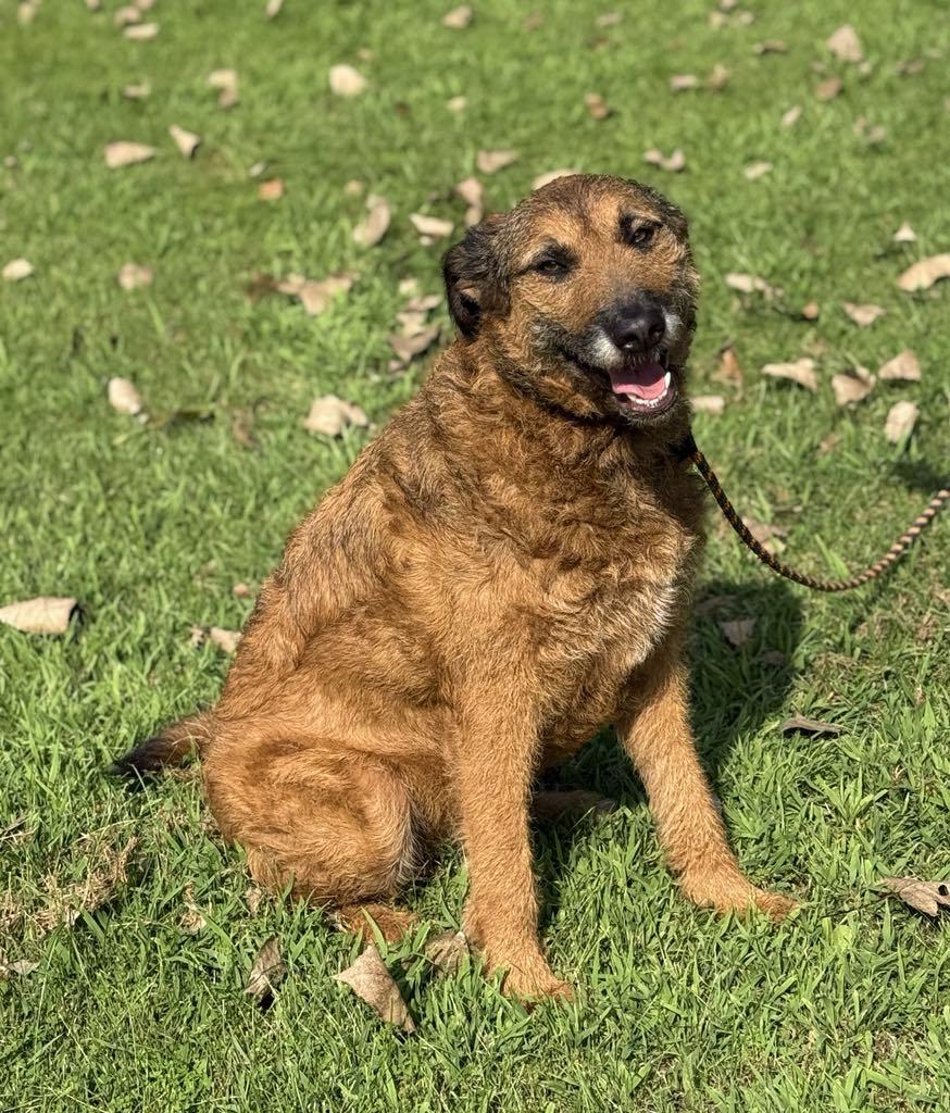 Lady, Adopted, Adult Female Poodle & Mixed Breed.