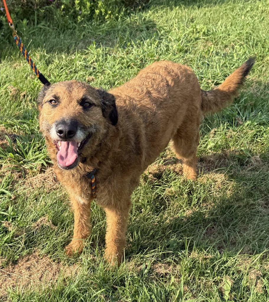 Lady, a Adopted mixed breed in Springfield, IL image 3/3
