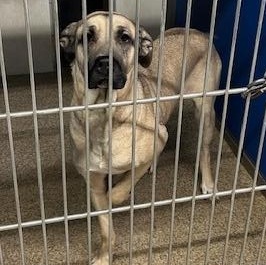 Enlarge Dee Dee, a ADOPTABLE mixed breed in Warren, NJ image 3/5