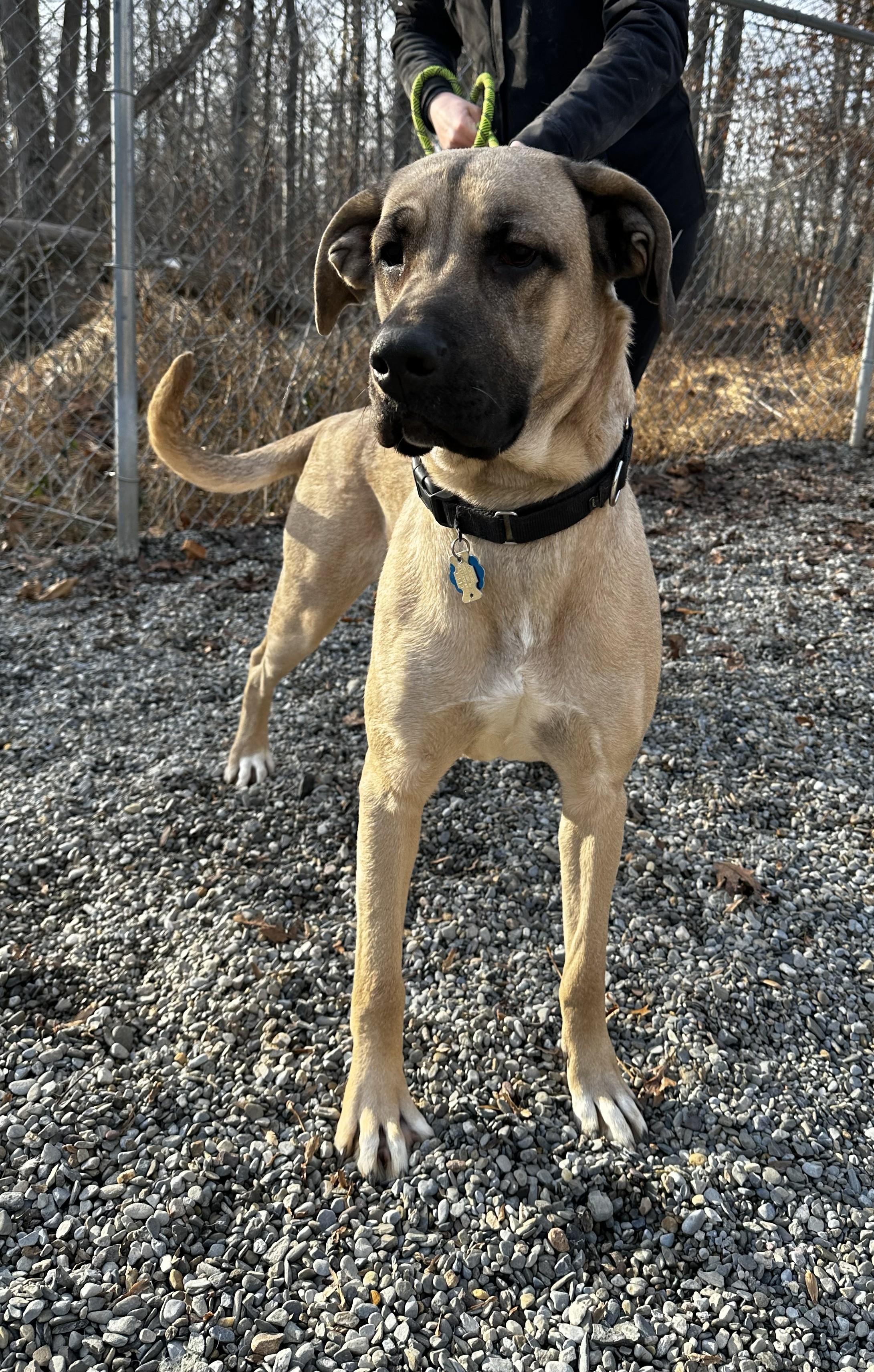 Dee Dee, ADOPTABLE, Young Female Great Dane.