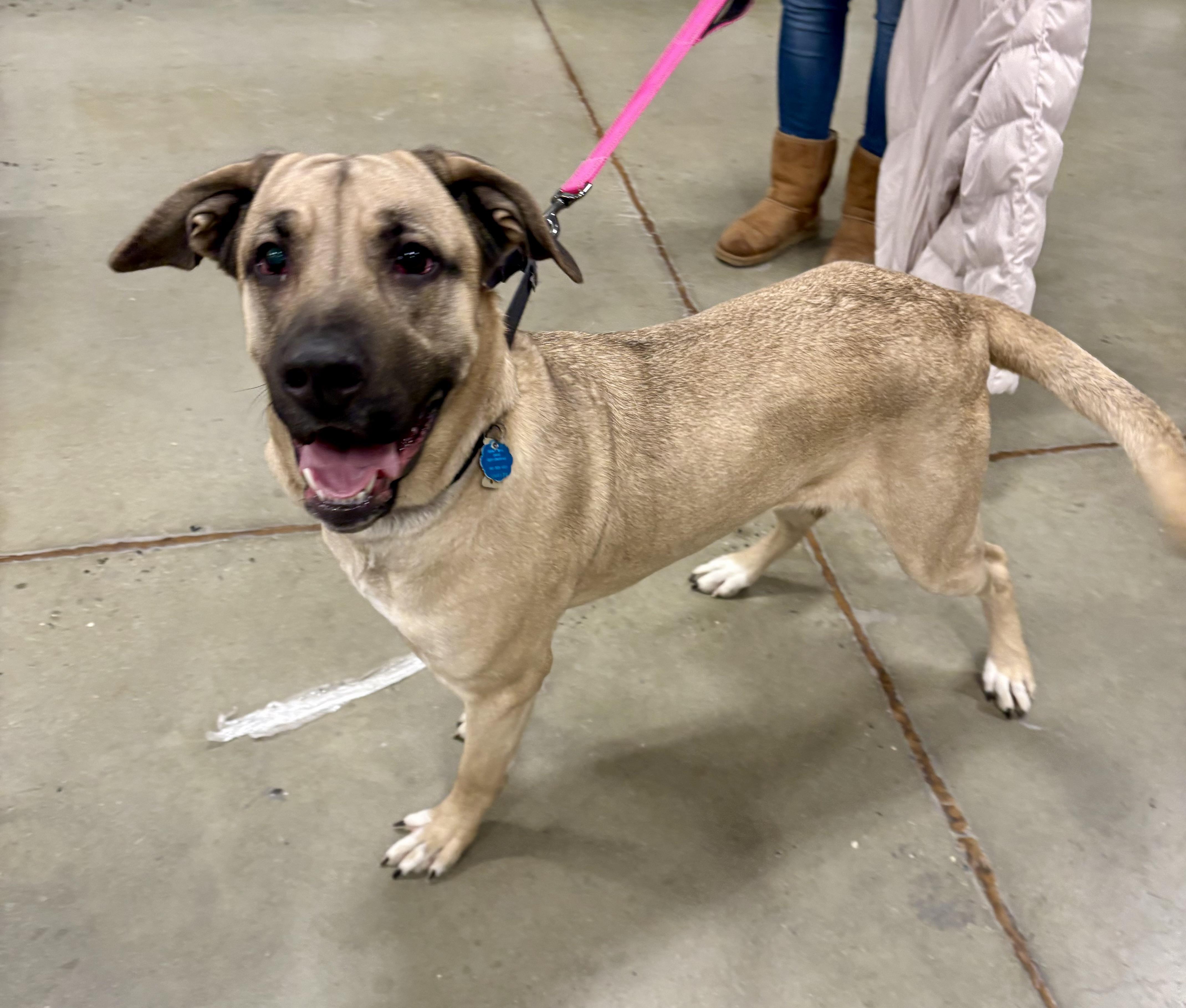 Enlarge Dee Dee, a ADOPTABLE mixed breed in Warren, NJ image 3/5