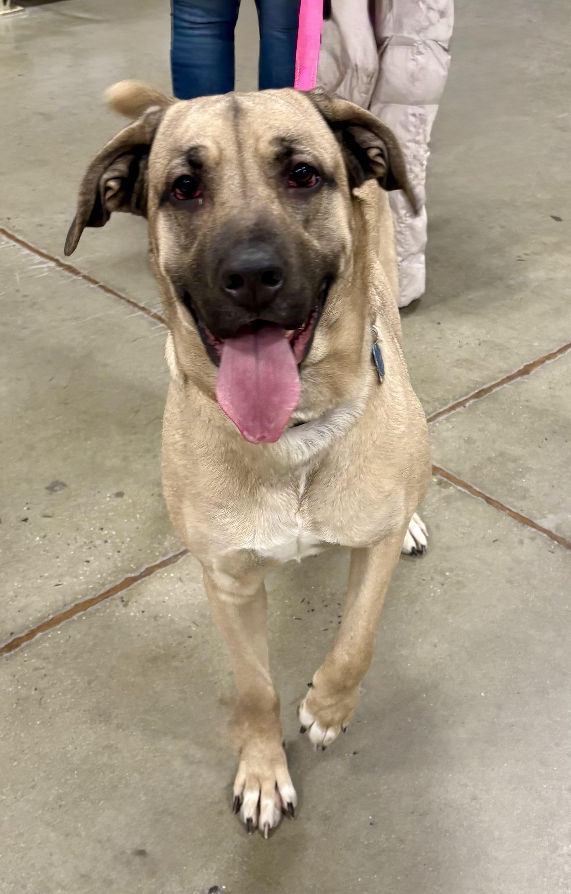 Enlarge Dee Dee, a ADOPTABLE mixed breed in Warren, NJ image 1/5