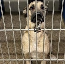 Enlarge Dee Dee, a ADOPTABLE mixed breed in Warren, NJ image 5/5