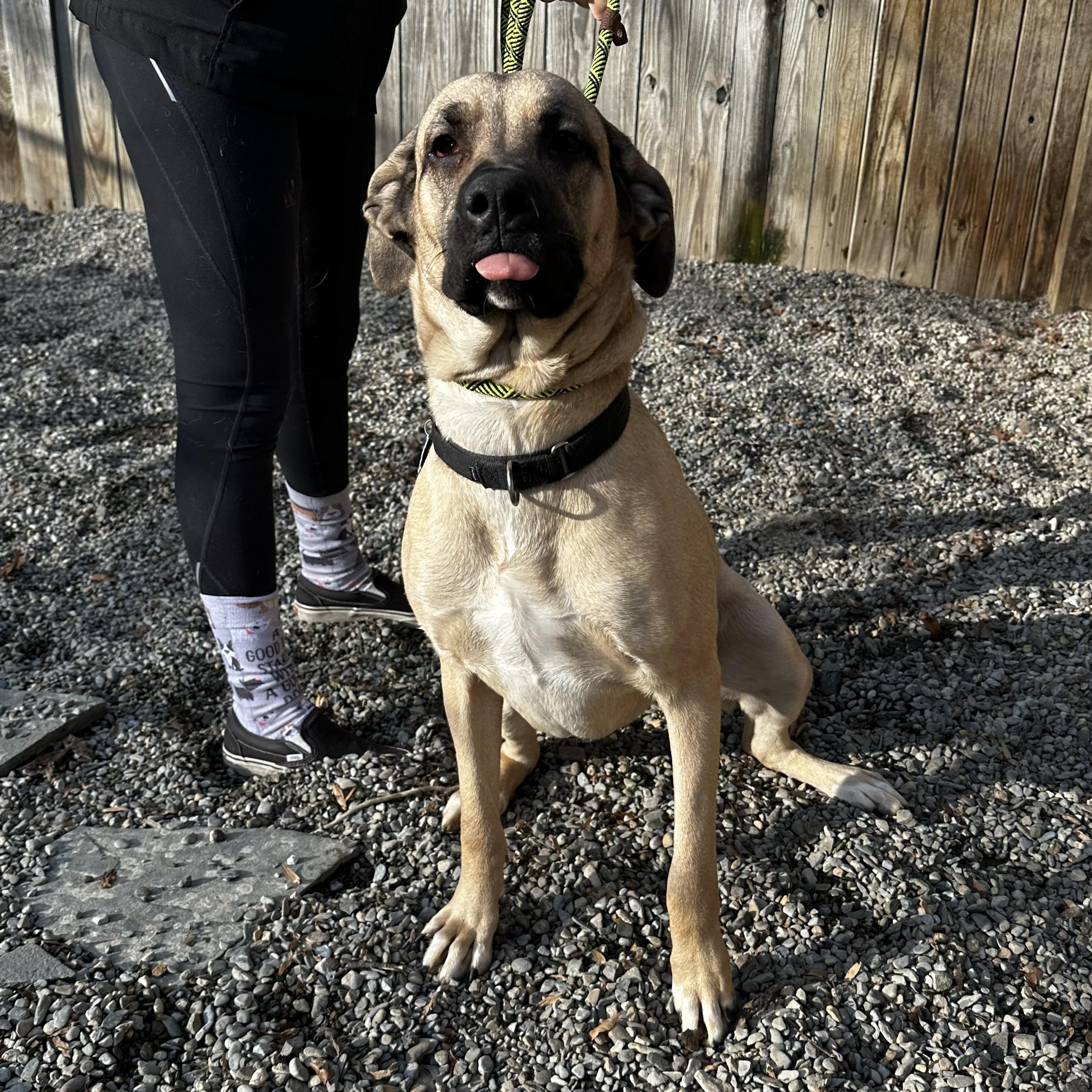 Enlarge Dee Dee, a ADOPTABLE mixed breed in Warren, NJ image 2/5