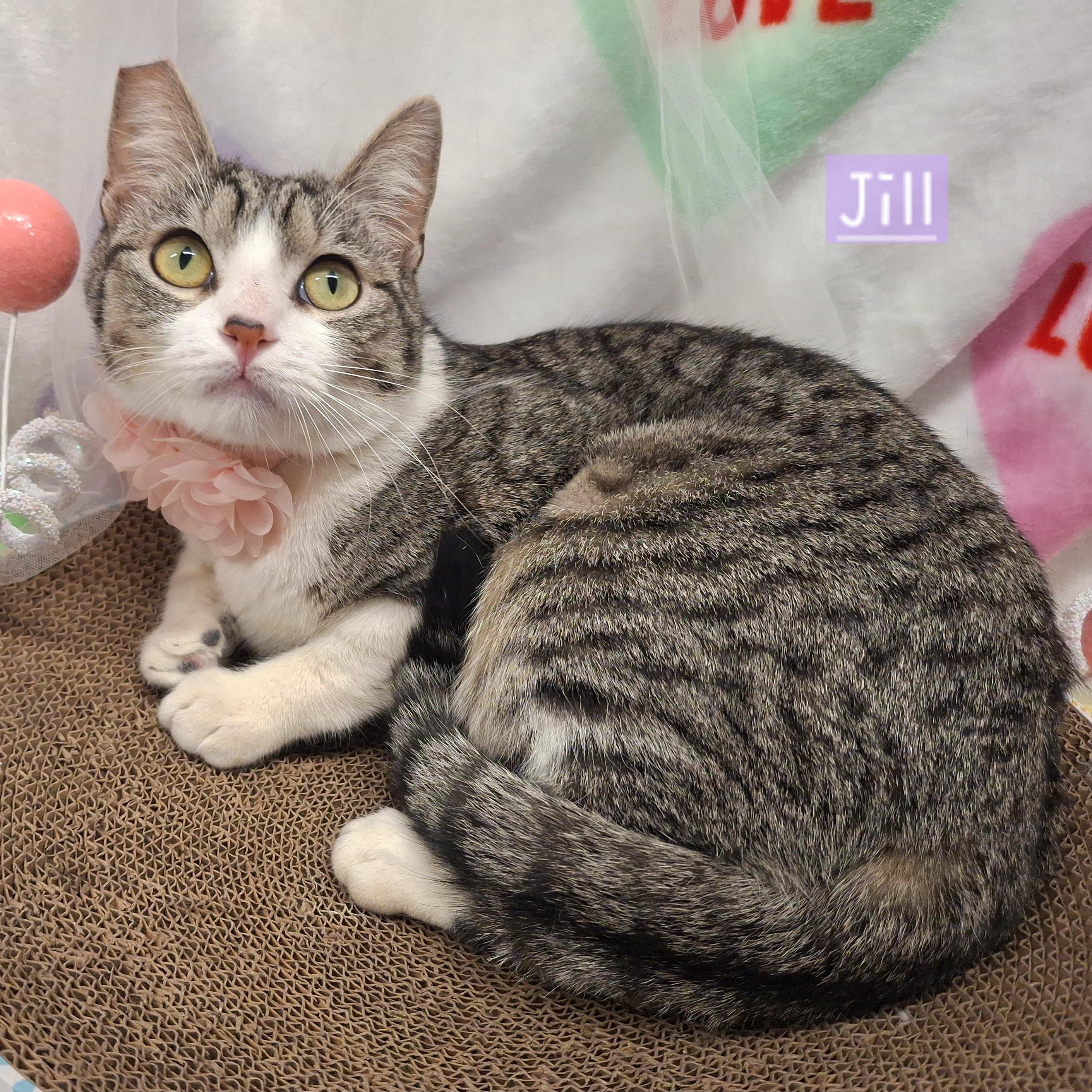 :::Jill:::, a Adoptable mixed breed in Chino, CA image 4/4