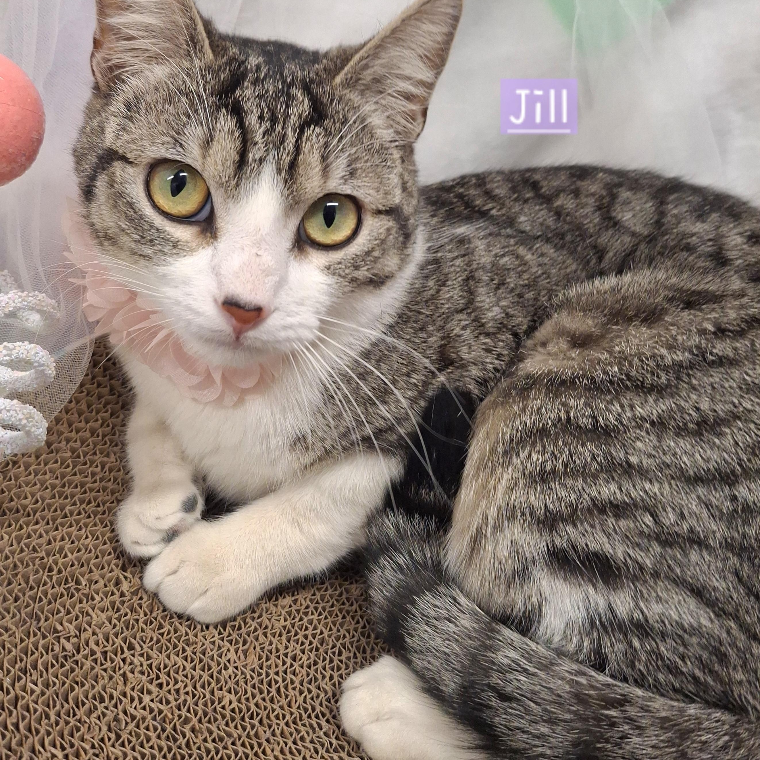 :::Jill:::, Adoptable, Kitten Female Domestic Short Hair & Tabby.
