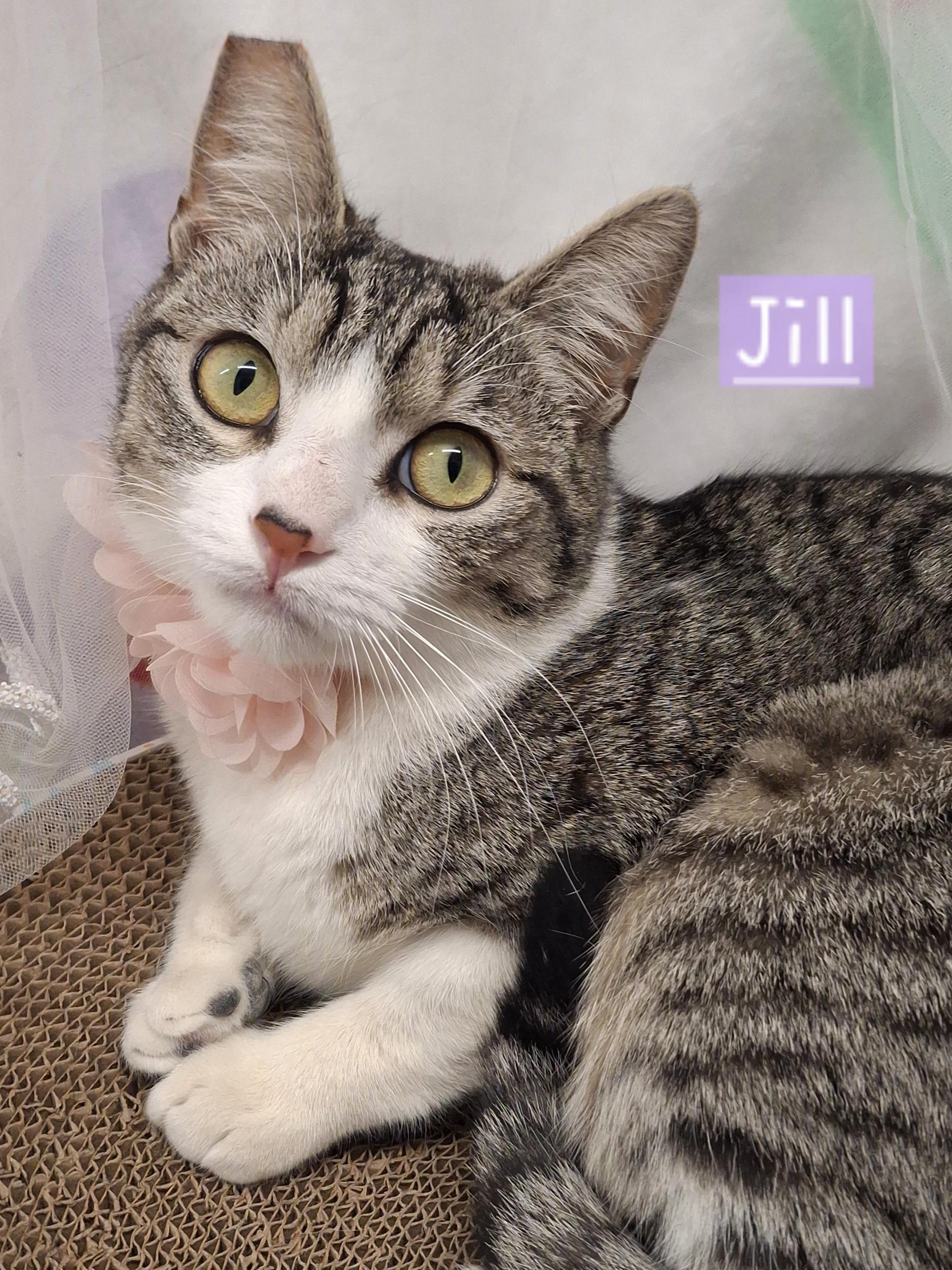 :::Jill:::, a Adoptable mixed breed in Chino, CA image 3/4