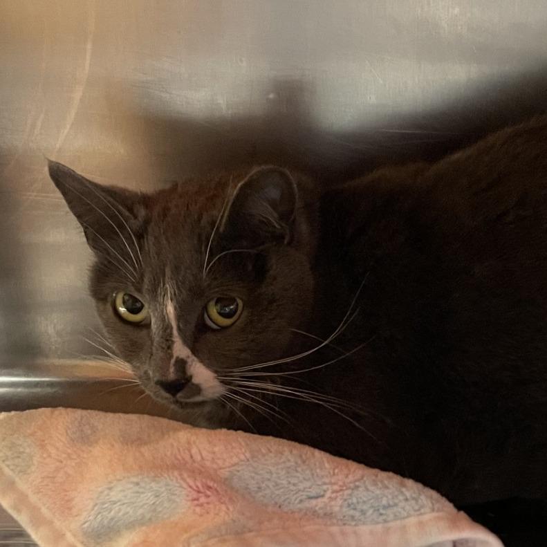 Razzle, Adoptable, Adult Male Domestic Short Hair.