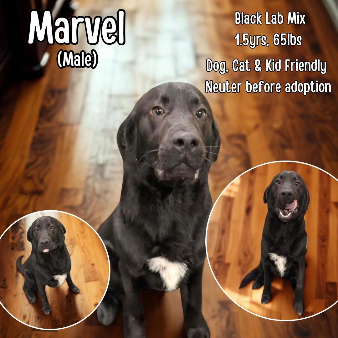 Marvel , ADOPTABLE, Young Male Black Labrador Retriever.