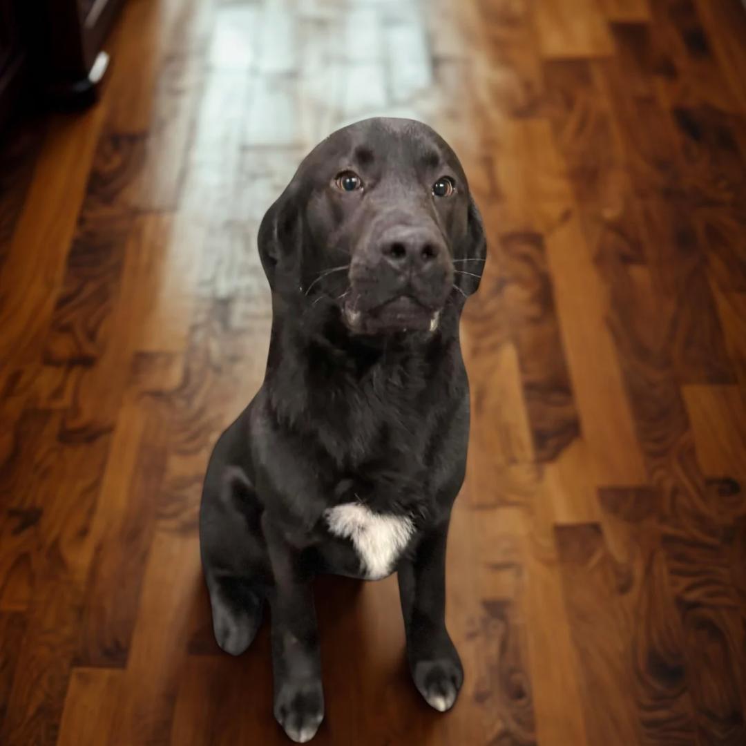 Enlarge Marvel , a ADOPTABLE mixed breed in Lancaster, KY image 2/5