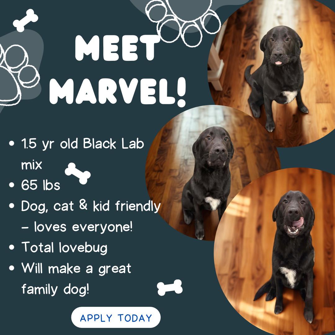 Enlarge Marvel , a ADOPTABLE mixed breed in Lancaster, KY image 5/5