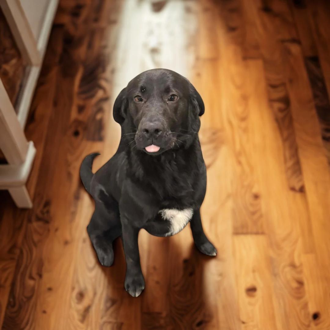 Enlarge Marvel , a ADOPTABLE mixed breed in Lancaster, KY image 4/5