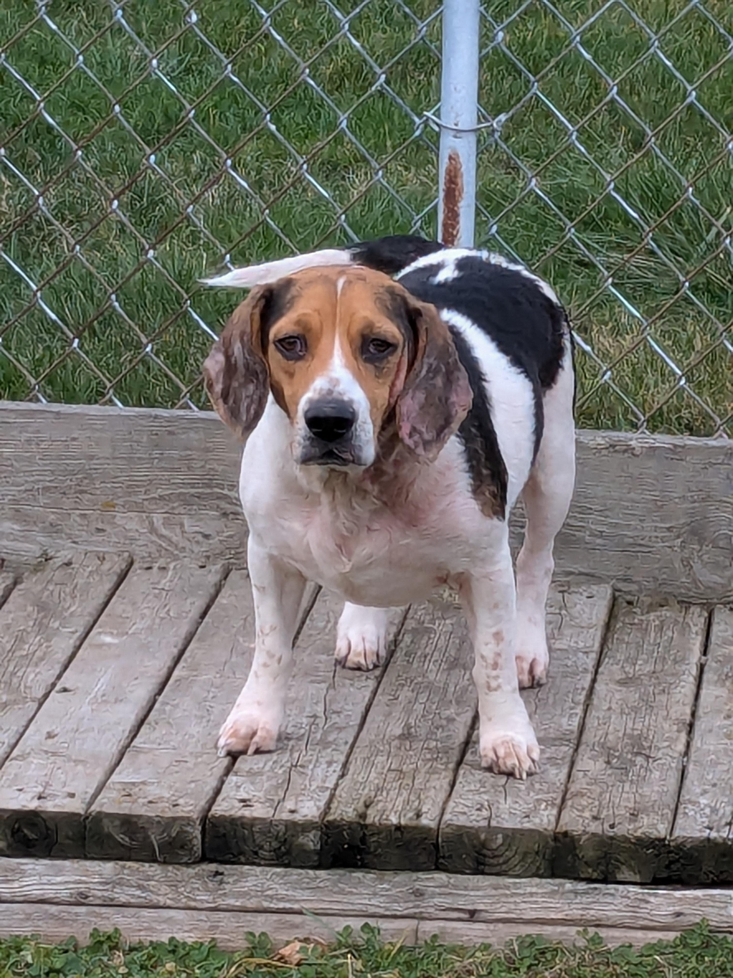 Forest, a Adoptable Beagle in Liberty Center, OH image 1/5