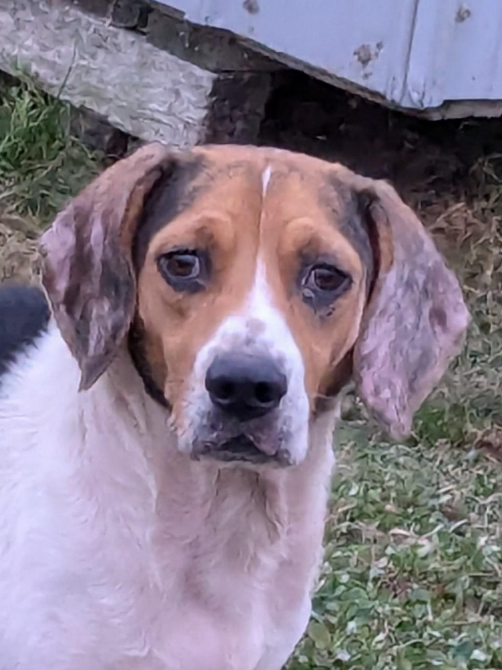 Forest, a Adoptable Beagle in Liberty Center, OH image 2/5