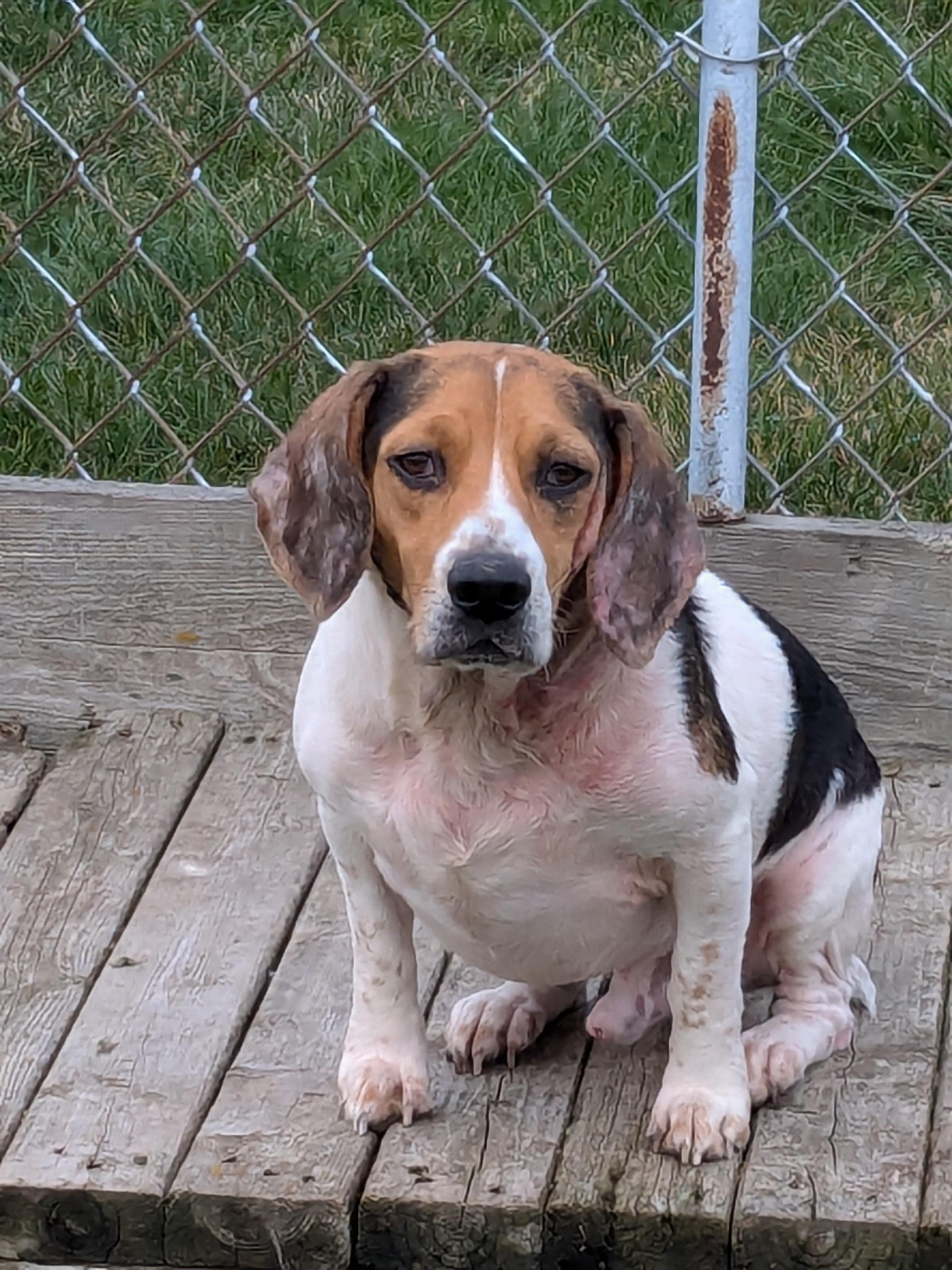 Forest, a Adoptable Beagle in Liberty Center, OH image 3/5