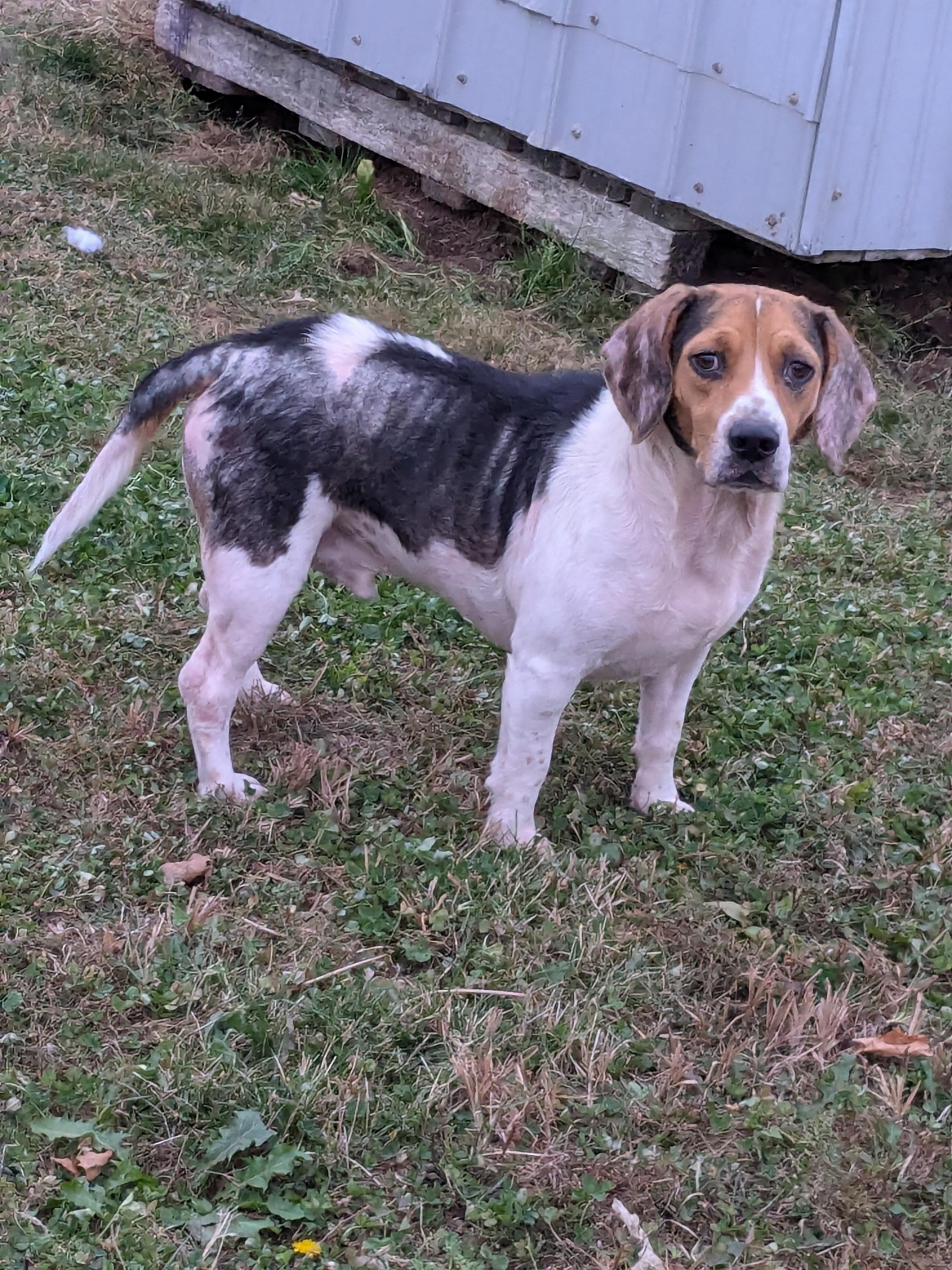 Forest, a Adoptable Beagle in Liberty Center, OH image 4/5