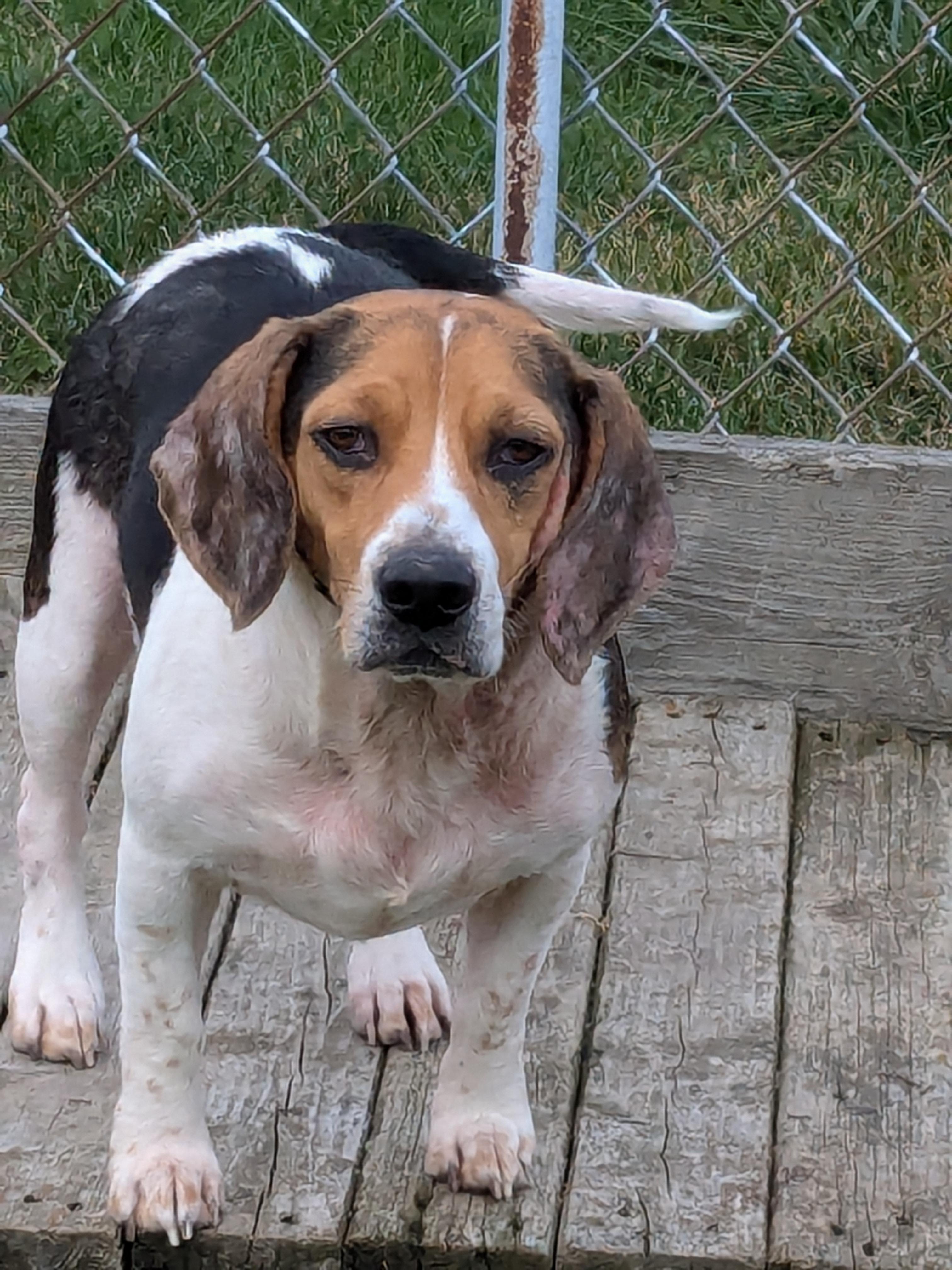 Forest, a Adoptable Beagle in Liberty Center, OH image 5/5