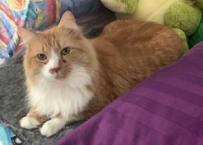 My Mommy Died ☹️😭, adopted, Senior Male Domestic Long Hair.